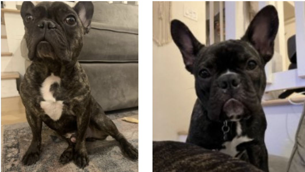 Stolen french bulldogs